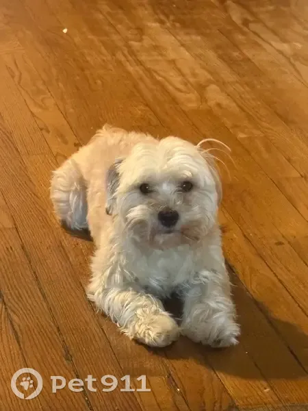 Lost male dog, West Madison Street, Chicago - white with brownish grey undertones - photo