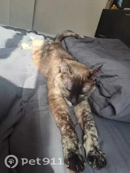 Perdido gato hembra, Carrer de Lleida, Salou - photo