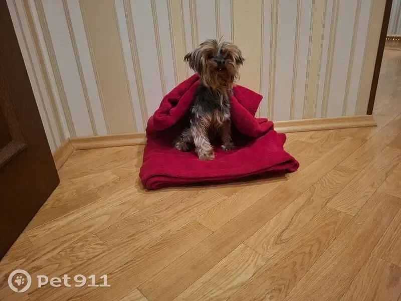 Знайдено собаку, Лоцманська вулиця, Дніпро - темно-сірий йоркшир з проблемами лап - photo