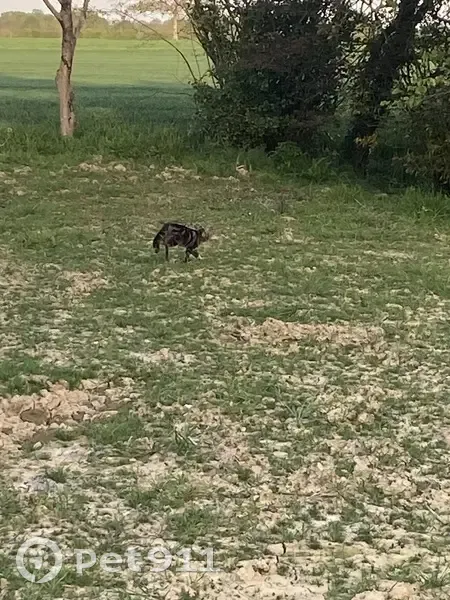 Trouvé Chat, Route de la Blinière, Fontaine-Couverte, La Guerche-de-Bretagne - couleur gris noir - photo