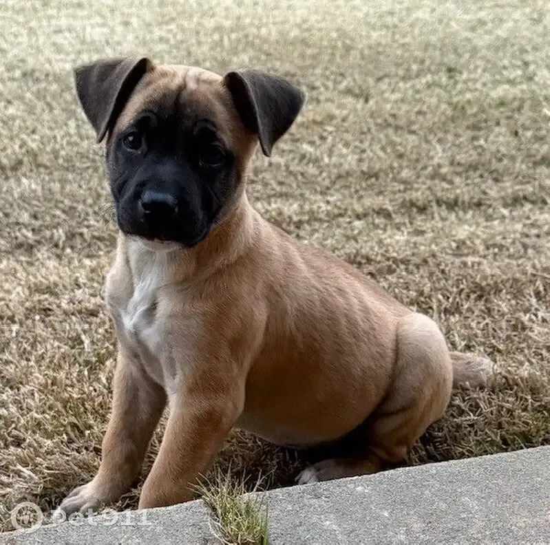 Lost female dog, Highland Terrace, 205, Norman - tan puppy with black face - photo