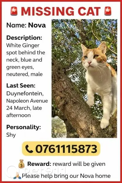 Lost male cat, Napoleon Avenue, 5, Cape Town - ginger and white, 3 years old - photo