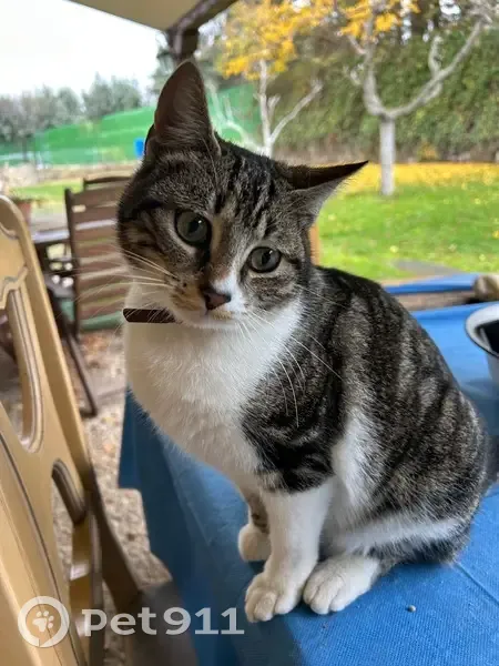 Perdido gato hembra, Camino de Valdetorres, 114C, Madrid - con microchip - photo