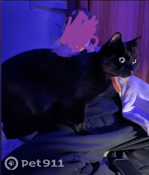 Chat perdu, Ville-d'Avray, Paris - mâle noir uni avec collier rouge orangé - photo
