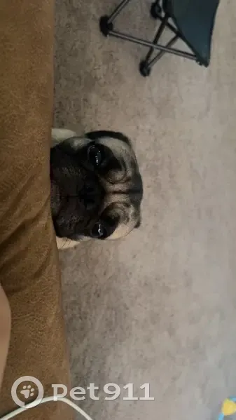 Lost male dog with ear scar, Lamb Avenue, Fort Lupton - photo