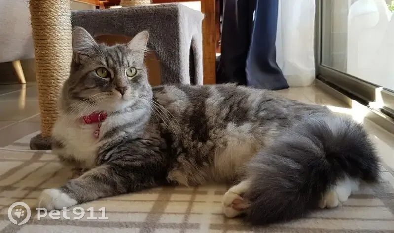 Missing cat Female, Redland (al495829) - photo