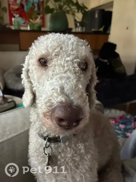 Lost Male Dog, Crafers West, Stirling - Bedlington Terrier, looks like a lamb - photo