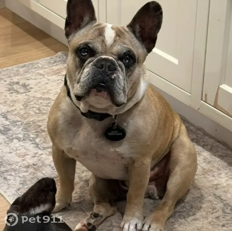 Lost Male Dog, Spyglass Court, Carlsbad - Big Friendly Guy - photo