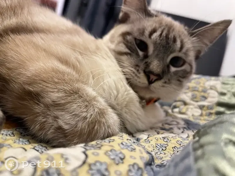 Perdido gato hembra, Rambla Juan Mateo García, 111, Torrevieja - photo