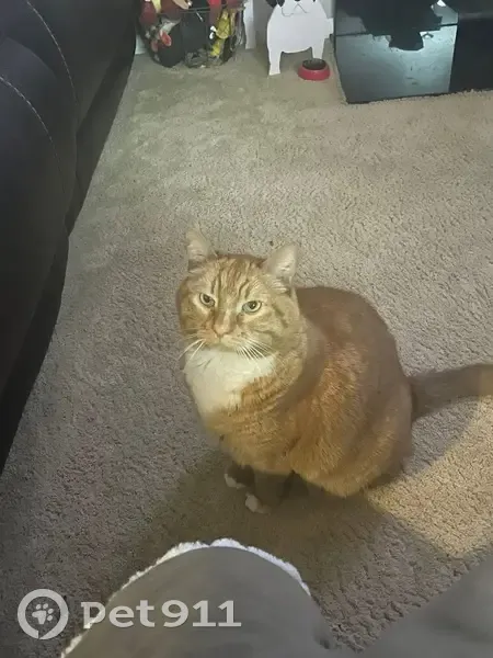 Lost cat, Black Diamond, Washington - orange tabby male - photo