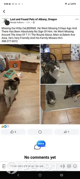 Lost male cat, Main Street Southeast, Albany - Black Brown White Grey - photo