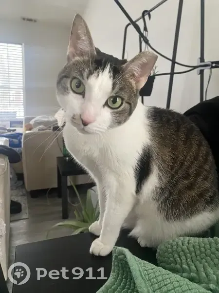 Lost female cat, Afterglow Drive, Louisville - no tail - photo