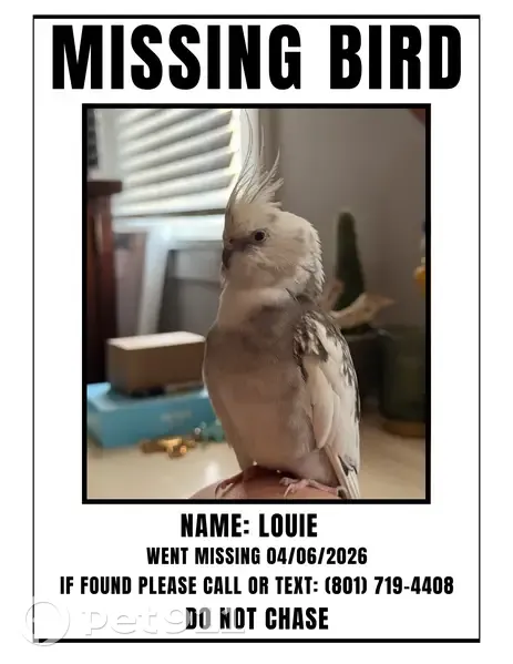 Lost male bird, Vine Hill Lane, Murray - grey and white cockatiel - photo