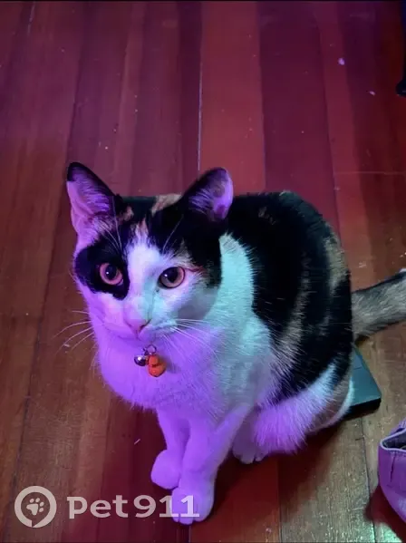 Lost female cat, Philbrick Lane, Kittery Point - calico, yellow eyes - photo