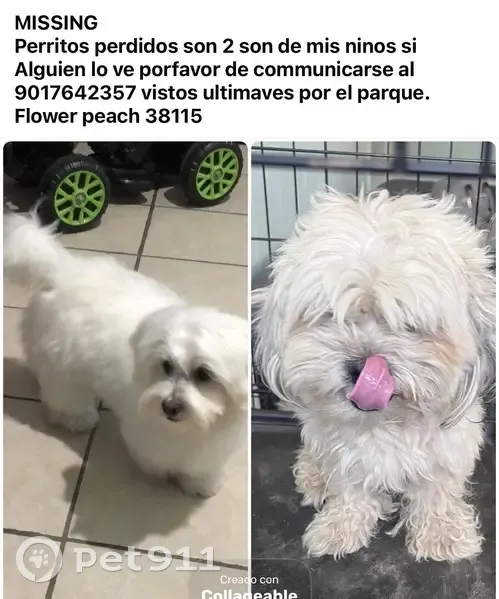 Lost male dog, Exchange Avenue, Memphis - white and brown large hair - photo