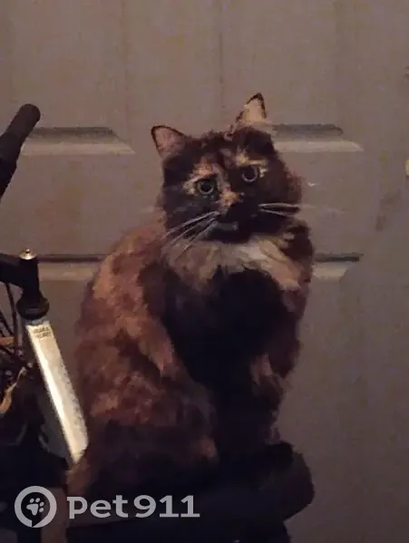 Lost female cat, Seaboard Street, Myrtle Beach - tortoiseshell with black mustache - photo