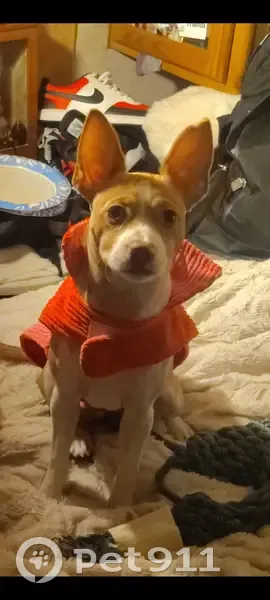 Missing dog Female, Salt Lake City (usl534429) - photo