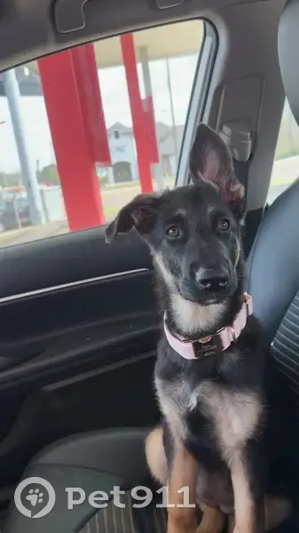 Lost female dog, Old State Hwy 22, Gleason - German shepherd, pink collar - photo