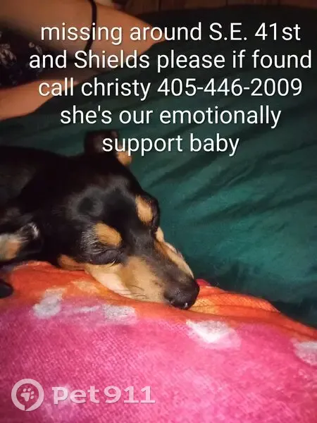 Lost female dog, Southeast 41st Street, Oklahoma City - photo