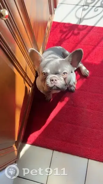 Lost male dog, West 20th Avenue, Gary - French bulldog with a small scar - photo