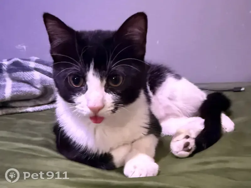 Lost male cat, West Thomas Street, Chicago - black and white with yellow eyes - photo