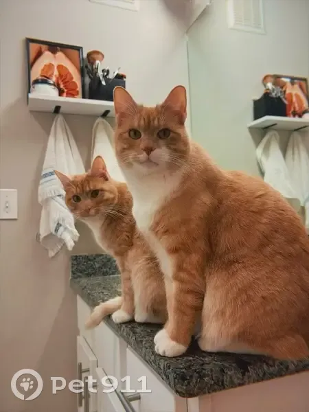 Lost male cat, Doral Court, 9403, Louisville - orange and white, neutered and microchipped - photo