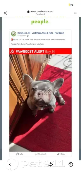 Lost dog, male, West 20th Avenue, Gary - photo