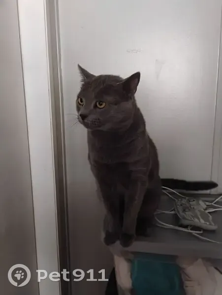Lost male cat, James Street, Rossville - gray with a scratch on ear - photo