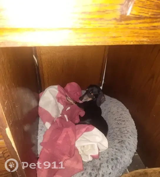 Missing dog Male, Oklahoma City (usl534445) - photo