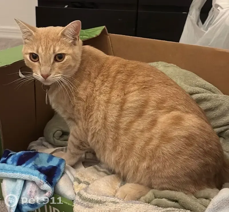 Missing cat Male, Phoenix (usl534448) - photo