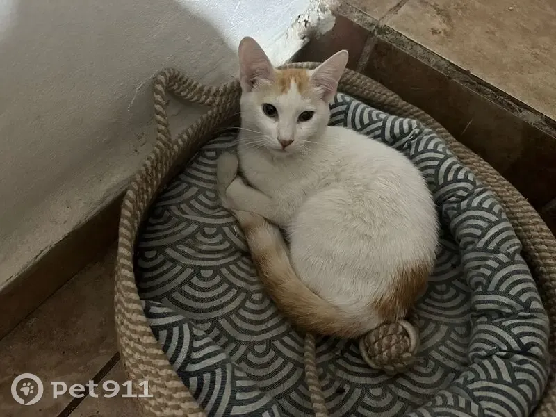 Gato perdido Hembra, Hermosillo (mxl489260) - photo