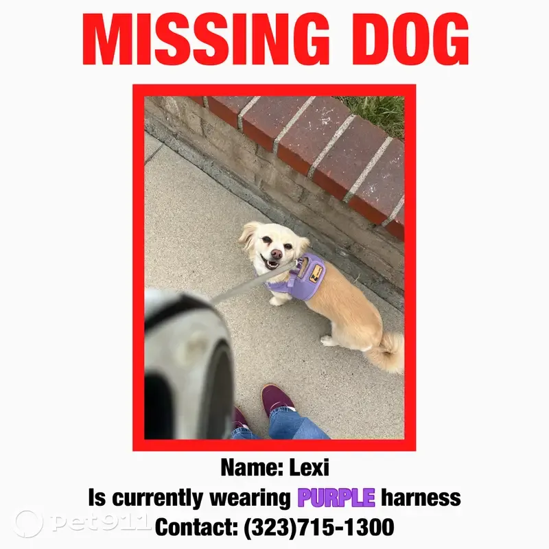 Lost female dog, Montclair, California - purple harness - photo