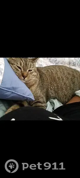 Lost male cat, Alice Walker Drive, Athens - chunky tabby - photo