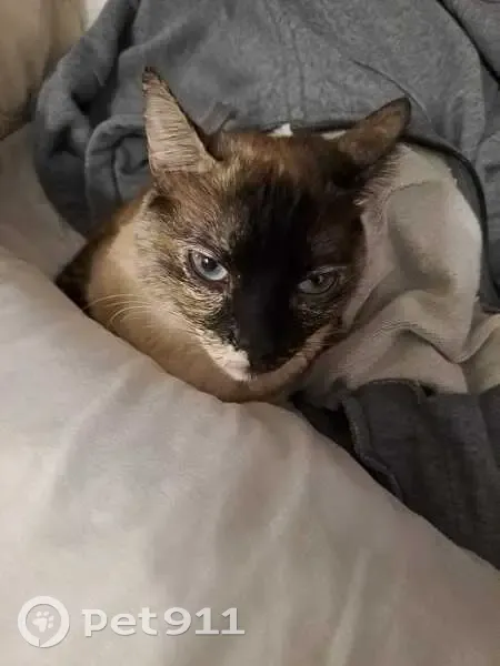 Perdido gato hembra, Carrer del Nord, 63, Salou - siamesa con ojos azules - photo