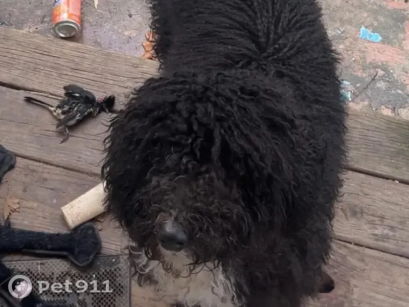 Lost female dog, Pigeon Creek Road, Princeton - black coat, white chest - photo