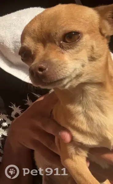 Lost male dog, North La Cholla Boulevard, Tucson - small brown chihuahua - photo