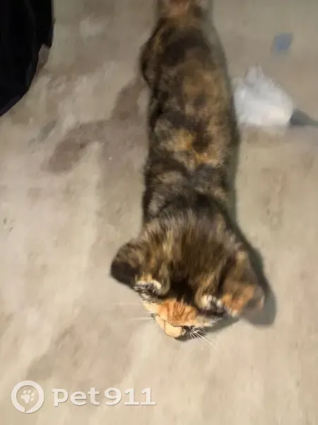 Found female cat, Springs Road, City of Whittlesea, Donnybrook - very friendly kitten - photo