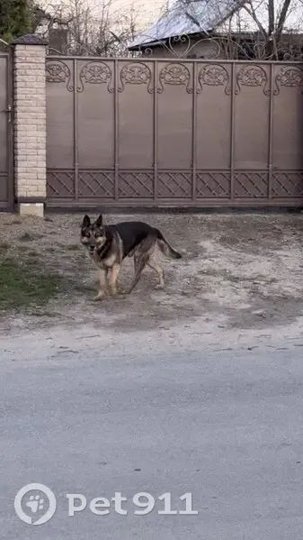 Знайдено собаку чоловічого роду, Покровська вулиця, Вінницькі Хутори - photo