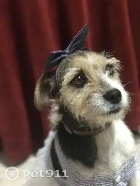 Perdido perro hembra, Calle Río Guadiato, 4, Motril - photo