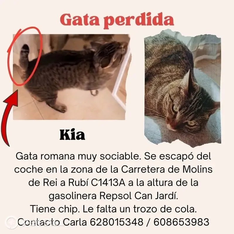 Gato perdido Hembra, Rubi (sl495423) - photo