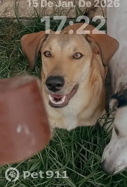 Cachorro perdido Macho (brl002597) - photo
