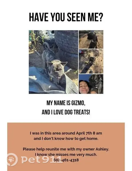 Lost male dog, West Riggs Road, Buckeye - black harness - photo