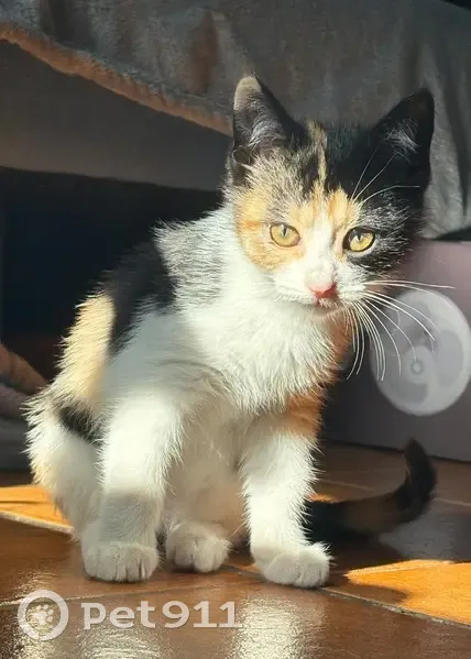 Perdido gato hembra, Rúa do Peto, 67, Lugo - joven y cariñosa - photo