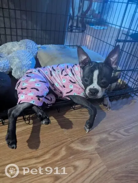 Lost dog, Broadway, 3342, Riviera Beach - brindle Boston terrier - photo