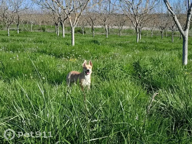 Trouvé chien femelle, Le Haut Bousson, 8, Bardenac - jeune et en bonne santé - photo
