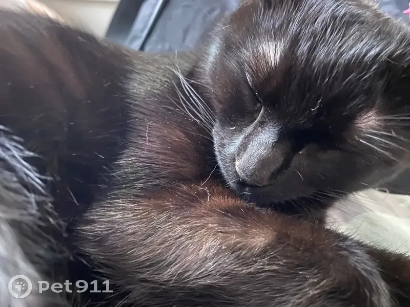 Lost female cat, Skyland Cove Lane Southwest, Snellville - black, 8-9 months old - photo