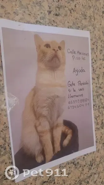 Perdido gato hembra, Calle Moriones, 42, Torrevieja - amarilla con cicatriz - photo