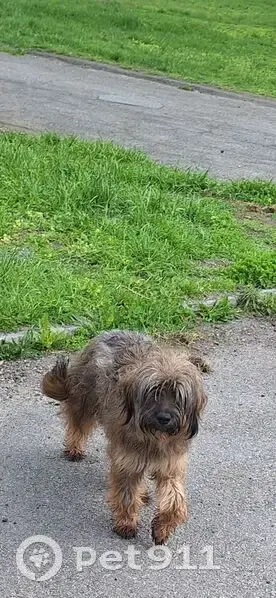 Знайдено собаку, проспект Дмитра Яворницького, Дніпро - схожа на каталанську вівчарку - photo