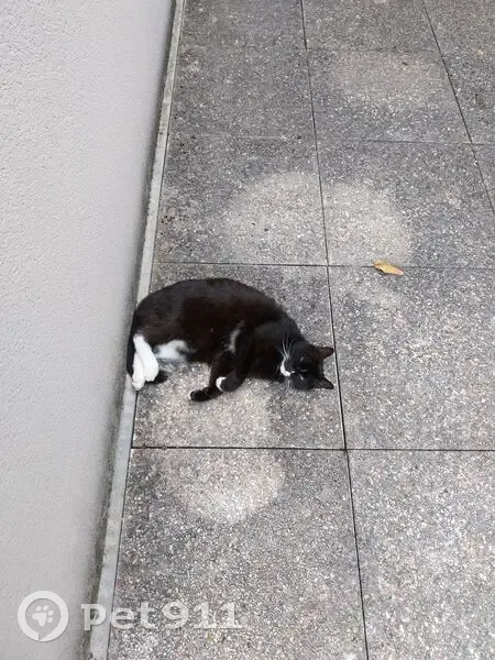 Perdu Chat femelle, Rue Auguste Renoir, Toulouse - chatte européenne noire et blanche - photo