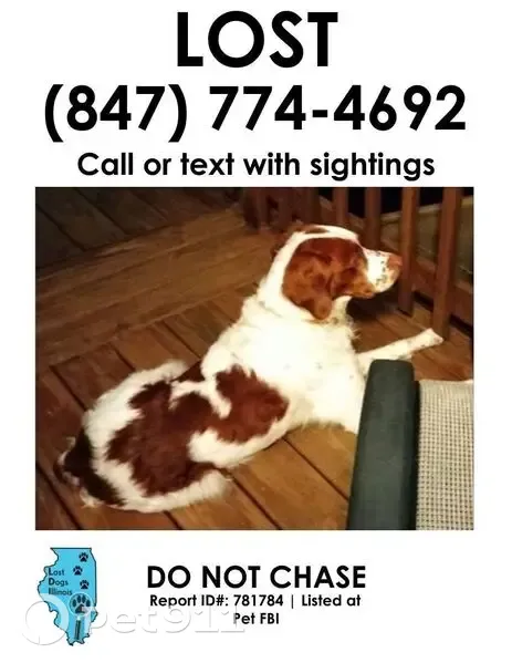 Lost Male Dog, Lake in the Hills, Chicago - brown and white Britney - photo
